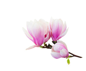Obraz na płótnie Canvas Blossoming pink magnolia tree Flowers
