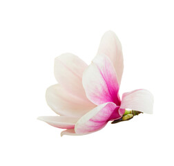 Fototapeta na wymiar Blossoming pink magnolia tree Flowers