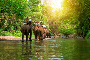 Group tourists to ride on elephant in forest chiang mai, northern Thailand