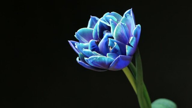 Blue tulip flower blooming on black background. Timelapse.
