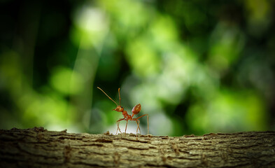 Ant action standing. red ant walking on tree, Concept team work together.	