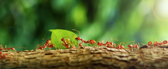 Ants carry the leaves back to build their nests, carrying leaves, close-up. sunlight background....