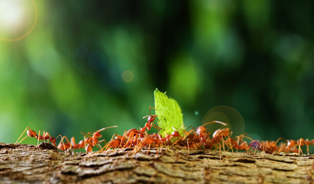 Ants carry the leaves back to build their nests, carrying leaves, close-up. sunlight background. Concept team work together.