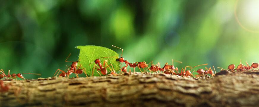 Ants carry the leaves back to build their nests, carrying leaves, close-up. sunlight background. Concept team work together.