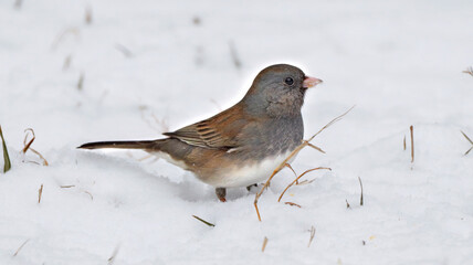 Dark Eyed Junco in the Winter Snow with Brown Grass and Twigs Small Bird Snowy Seasonal Photo