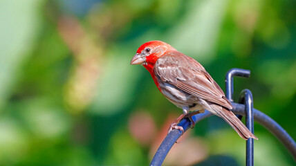 Male House Finch Red and Brown Bird on Shepherds Hook with Green Background