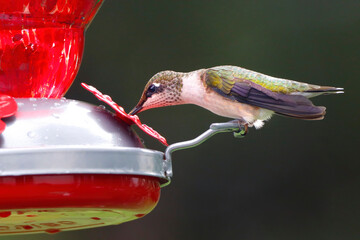 Obraz premium Female Ruby Throated Hummingbird drinking nectar from Red Bird Feeder Dark Green Background