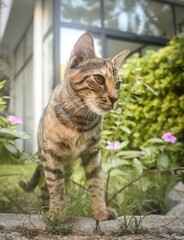 cat in the hotel resort. Cute animal life wild and free near people in island.