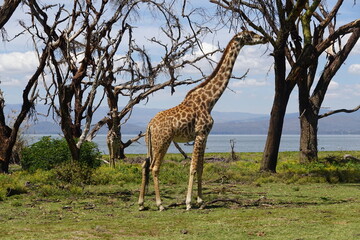 Kenya - Lake Naivasha - Crescent Island - Giraffe