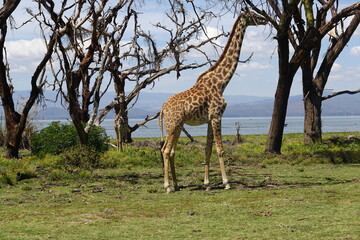 Kenya - Lake Naivasha - Crescent Island - Giraffe