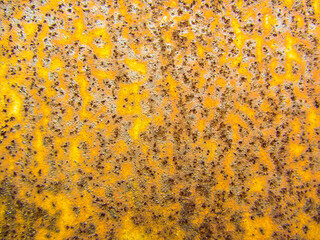 Old grunge rustic metal texture use for background