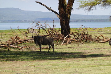Naklejka premium Kenya - Lake Naivasha - Crescent Island - wildebeest