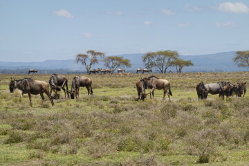 Obraz na płótnie Canvas Kenya - Lake Naivasha - Crescent Island - wildebeest