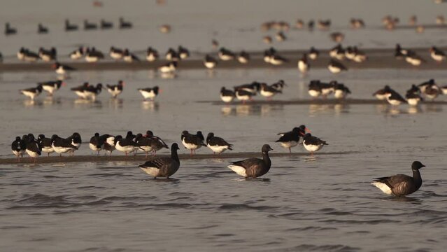 A group of brants or brent geese (Branta bernicla) swimmingn shallow water in front of a large group of waders