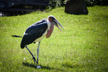 Marabou is standing in his zoo habitat. Summer day in zoo. 