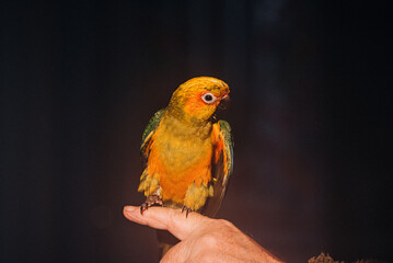 Young orange and green Parrot Bird