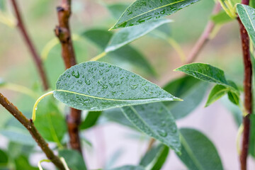 Green pear leaves with raindrops in the garden on a tree