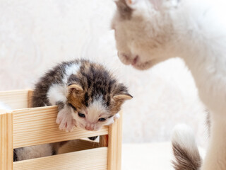 A small kitten near the mother cat is trying to get out of the wooden box