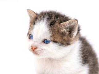 Cute fluffy kitten on white isolated background. Magic cat