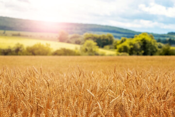 Fototapeta premium A wheat field with ripening ears of wheat and a forest in the distance on a sunny day. Rural landscape with yellow wheat field