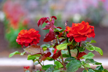 Red roses in the garden on the flowerbed
