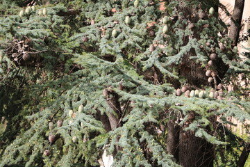 Cedrus deodara with green and brown cones in Italy
