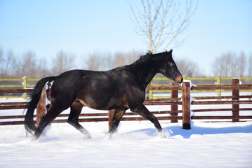 Black warmblood horse gallops and bucks in snow