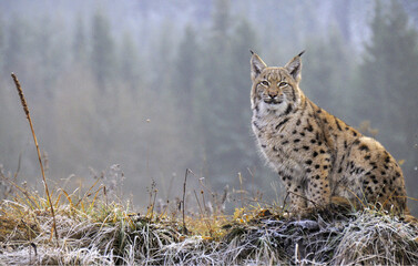 The Eurasian lynx (Lynx lynx) is a precious beast of the Slovak Carpathians