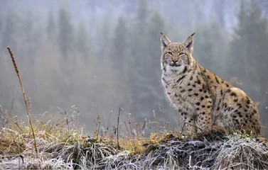 Foto auf Alu-Dibond The Eurasian lynx (Lynx lynx) is a precious beast of the Slovak Carpathians © Milan