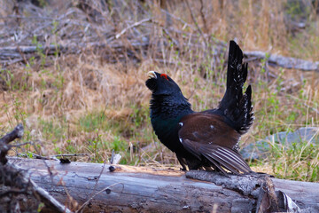 The western capercaillie (Tetrao urogallus) is a non-migratory sedentary species, breeding across northern parts of Europe and the Palearctic in mature conifer forests.