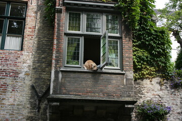 dog leaning out of window