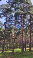 Pine forest in autumn with blue sky