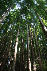 redwood forest