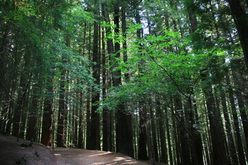 Fototapeta na wymiar redwood forest