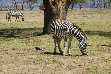 Kenya - Lake Naivasha - Crescent Island - zebra