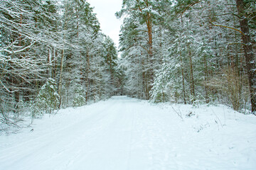 Winter landscape on a cloudy day.Road in a snowy forest surrounded by trees after a snowfall