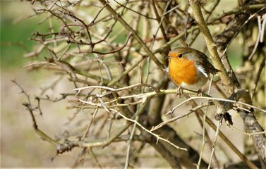 Cute little bird on the branch