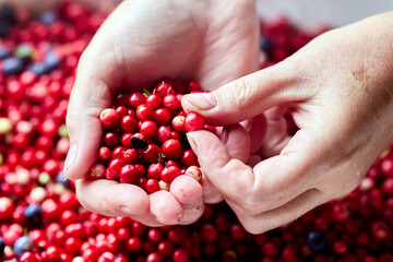 Forest red whortleberry in handful for sorting and cleaning.