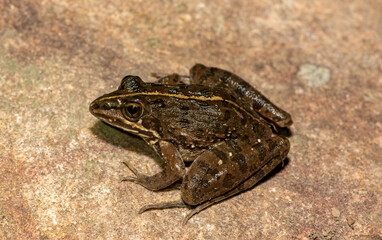 Common river frog (Amietia delalandii), also known as drakensberg river frog, or sani pass frog, a species of southern African river frog