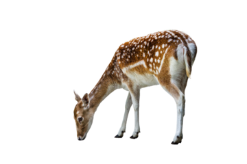 European fallow deer female isolated (Dama dama)