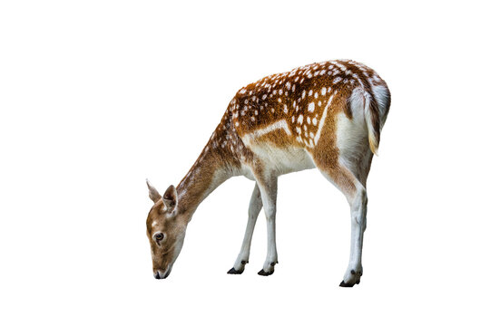 Fototapeta European fallow deer female isolated (Dama dama)
