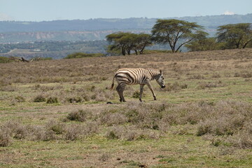 Fototapeta na wymiar Kenya - Lake Naivasha - Crescent Island - Zebra