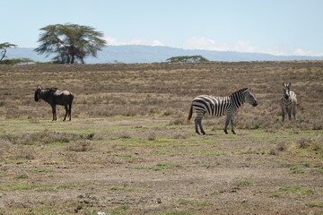 Fototapeta na wymiar Kenya - Lake Naivasha - Crescent Island - zebra, wildebeest