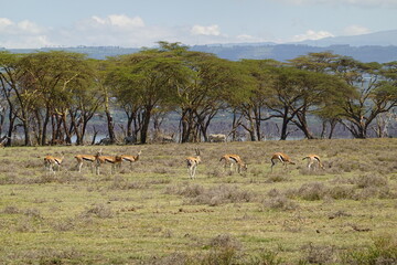 Kenya - Lake Naivasha - Crescent Island - impala