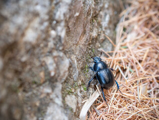 Mountain pine beetle in the Bucegi mountains, Romania.
