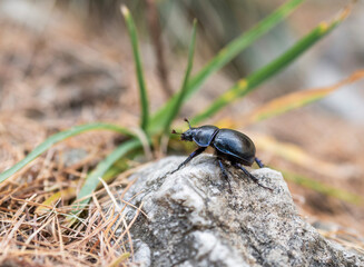 Mountain pine beetle in the Bucegi mountains, Romania.