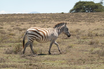 Fototapeta na wymiar Kenya - Lake Naivasha - Crescent Island - Zebra