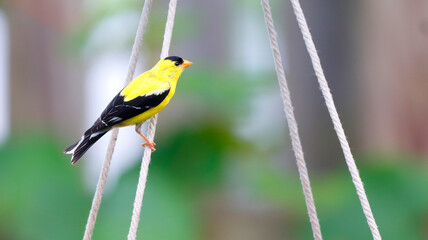 American Goldfinch Small Yellow and Black Finch Bird with Orange Beak and Green and Brown Background Pretty Spring Colorful Photo