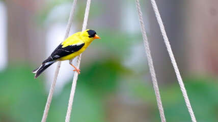 American Goldfinch Small Yellow and Black Finch Bird with Orange Beak and Green and Brown Background Pretty Spring Colorful Photo