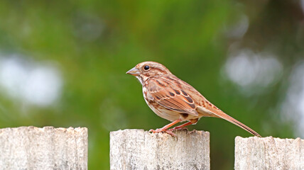 Song Sparrow Bird Perched on Fence with Green Trees Blurred in Background Pretty Little Bird Backyard Bird Watching